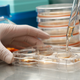 Illustration for article titled Inside a Corrupt Stem Cell Research Lab